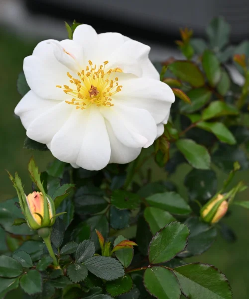 White Rose