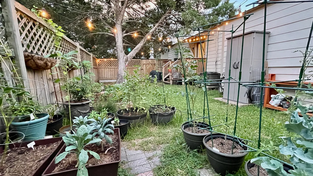 Small backyard garden with vegetables and plants growing inside containers.